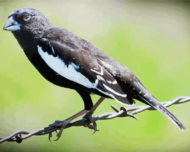 Lark Bunting bird Diamond With Numbers Lark Bunting Bird Diamond Painting