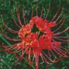 Red Spider Lily Diamond Painting