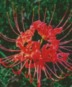 Red Spider Lily Diamond Painting
