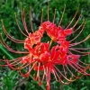 Red Spider Lily Diamond Painting