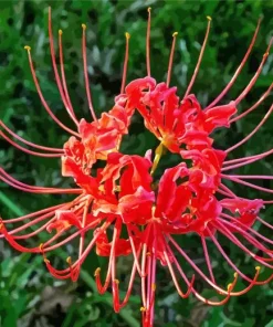 Red Spider Lily Diamond Painting