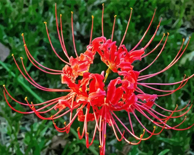 Red spider lily Diamond Paints Red Spider Lily Diamond Painting