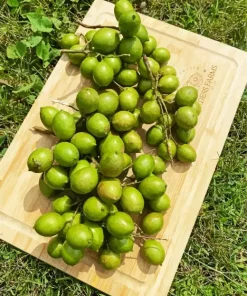 Spanish Lime Diamond Painting