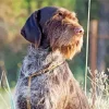 Wirehaired Pointing Griffon Diamond Painting
