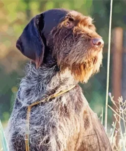 Wirehaired Pointing Griffon Diamond Painting