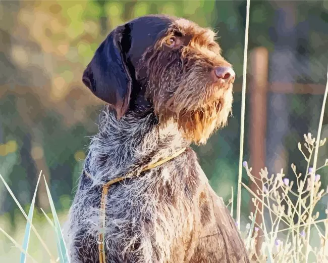 Wirehaired Pointing Griffon Diamond Paintings Wirehaired Pointing Griffon Diamond Painting