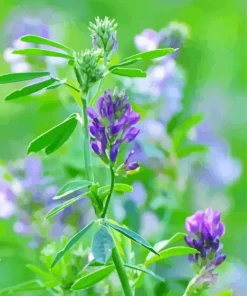 Alfalfa Plant Diamond Painting