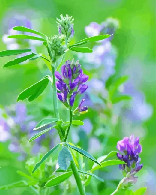 alfalfa plant Diamond By Numbers Alfalfa Plant Diamond Painting