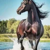 Black Arabian Horse Diamond Painting