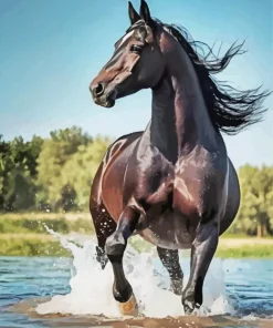 Black Arabian Horse Diamond Painting