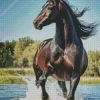 Black Arabian Horse Diamond Painting