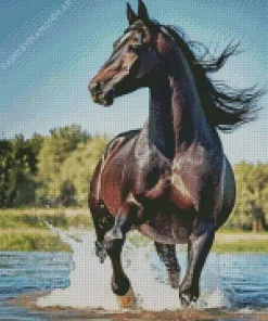 Black Arabian Horse Diamond Painting
