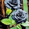 Black Roses Diamond Painting