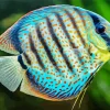Blue Discus Diamond Painting