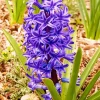 Blue Hyacinth Flower Diamond Painting