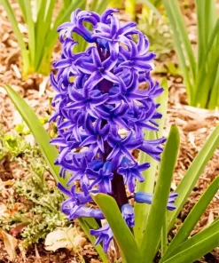 Blue Hyacinth Flower Diamond Painting