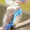 Blue Winged Kookaburra Bird Diamond Painting