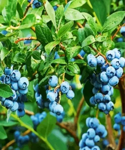 Blueberry Tree Diamond Painting