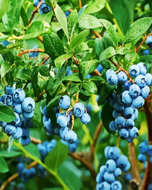 blueberry tree Diamond Dotz Blueberry Tree Diamond Painting