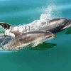 Bottlenose Dolphins Diamond Painting