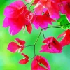 Bougainvillea Branch Diamond Painting