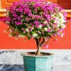 Bougainvillea Plant Diamond Painting