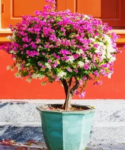 Bougainvillea Plant Diamond Painting