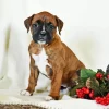 Boxer Puppy With Flowers Diamond Painting