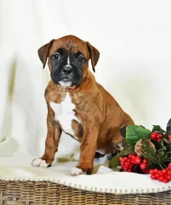 Boxer Puppy With Flowers Diamond Painting