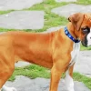 Boxer Short Tail Diamond Painting
