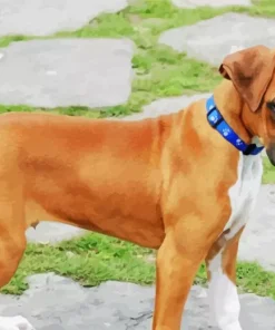 Boxer Short Tail Diamond Painting