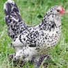 Braekel Chicken Diamond Painting