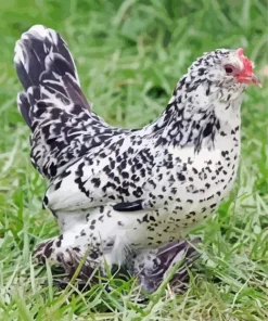 Braekel Chicken Diamond Painting