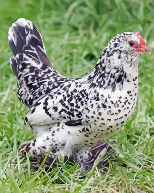 braekel chicken Diamond By Numbers Braekel Chicken Diamond Painting