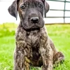 Brindle Dane Puppy Diamond Painting