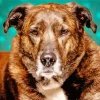 Brindle Dog Diamond Painting