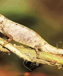 Brookesia Micra Chameleon Diamond Painting