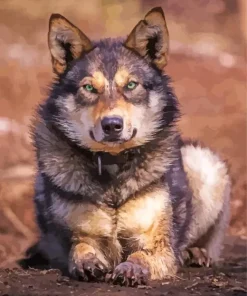 Brown And Black Wolf Diamond Painting