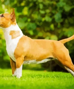 Brown And White English Bull Terrier Diamond Painting