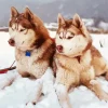 Brown And White Huskies Diamond Painting
