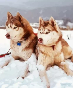 Brown And White Huskies Diamond Painting