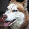 Brown And White Husky Blue Eyes Diamond Painting