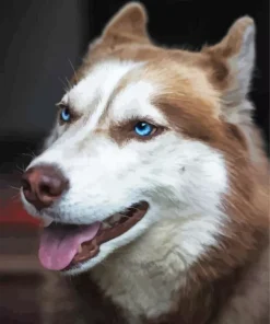 Brown And White Husky Blue Eyes Diamond Painting