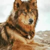 Brown Black Wolf Diamond Painting