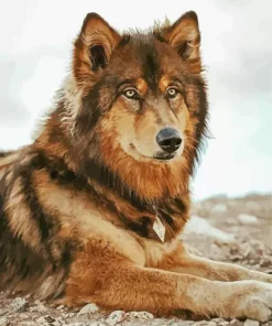 Brown Black Wolf Diamond Painting