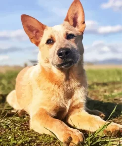 Brown Blue Heeler Diamond Painting