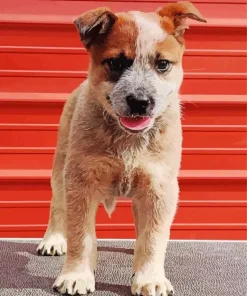 Brown Blue Heeler Puppy Diamond Painting