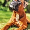 Brown Boxer Dog Diamond Painting