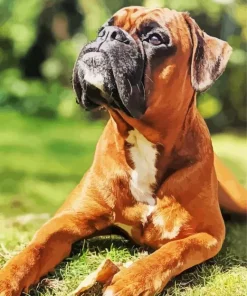 Brown Boxer Dog Diamond Painting