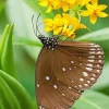 Brown Butterfly Diamond Painting